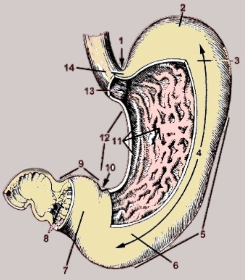 Желудок   1 - кардиальная вырезка; 2 - дно желудка; 3- передняя стенка: 4 - тело желудка: 5 - большая кривизна желудка; 6- желудок: 7 - привратниковая пещера; 8 - канал привратника; 9 - привратниковая (пилорическая) часть; 10 - угловая вырезка;  11 - канал желудка;
12- малая кривизна желудка;13 - кардиальное отверстие;14 - кардиальная часть
