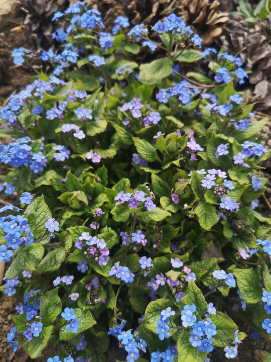 Начало цветения