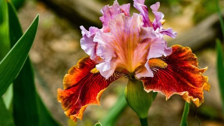 Ирис бородатый