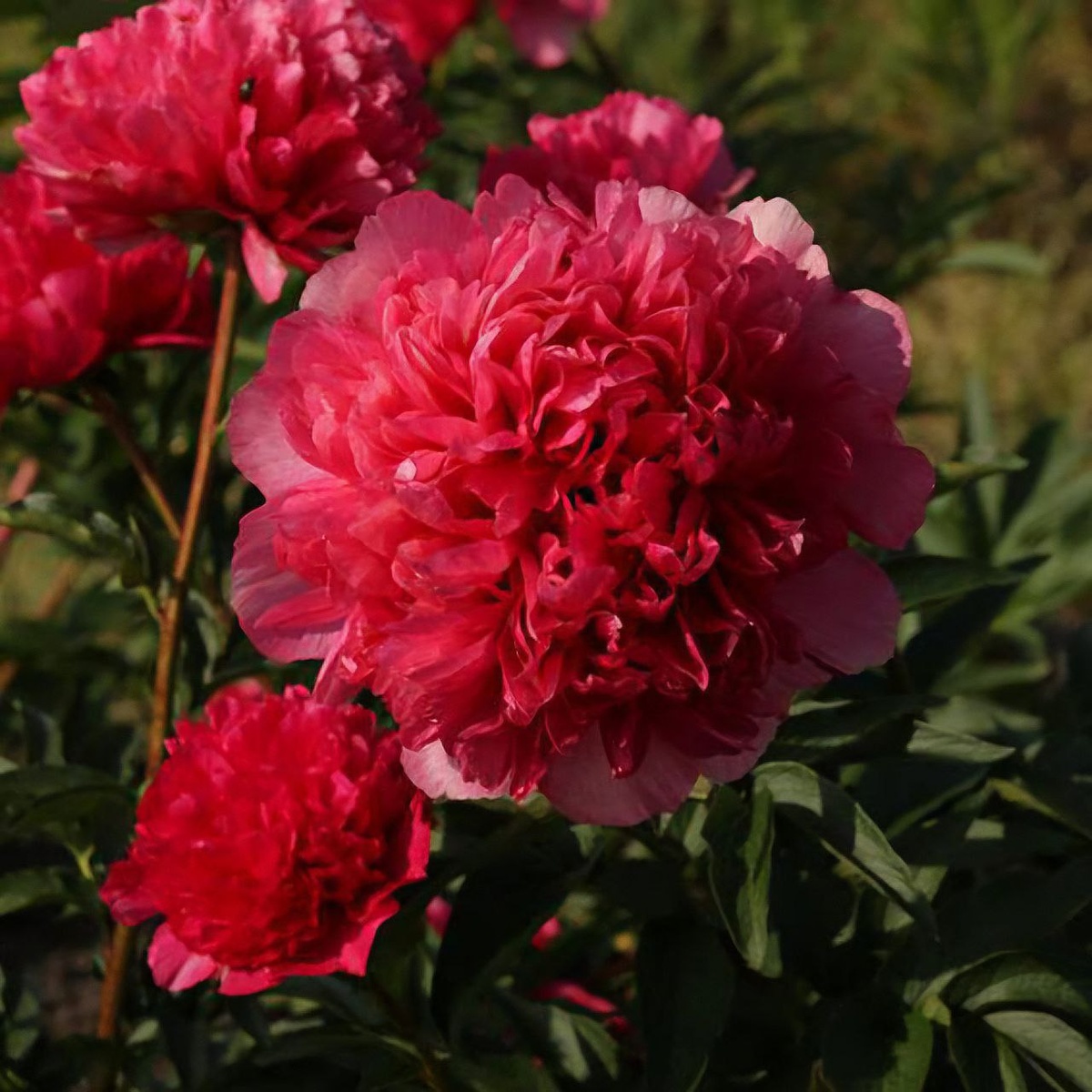 Пион "Command Performance". Селекционер Hollingsworth (1996 г., США)