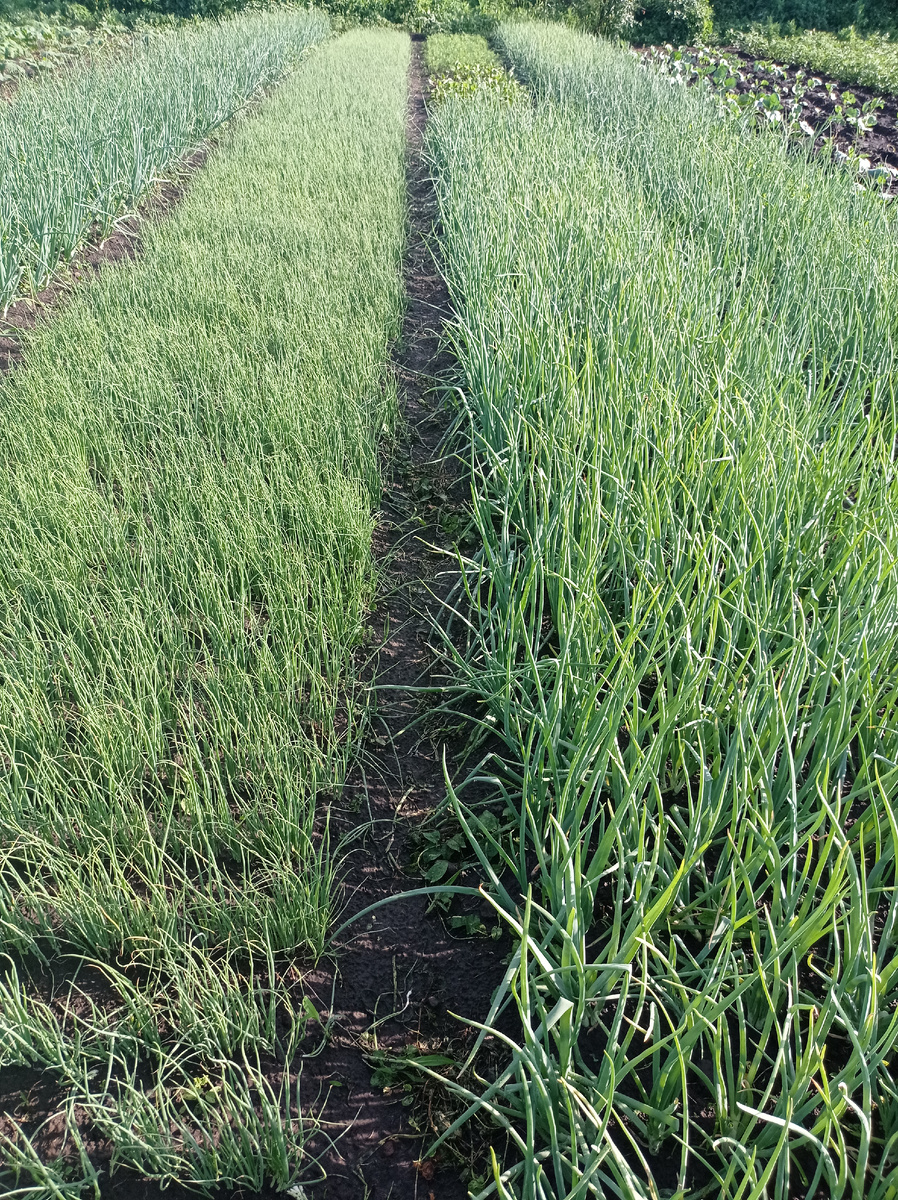 Грядка севка. Кончики чуть пожелтели от жары. 