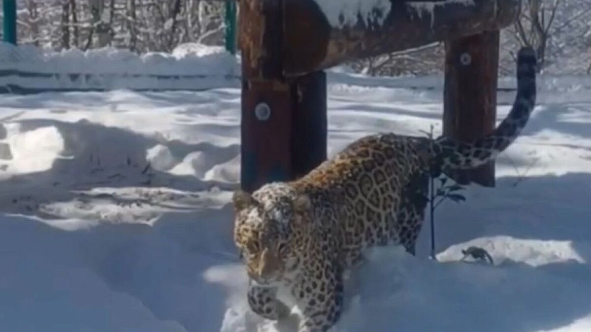    Фото: t.me/leopardcenter