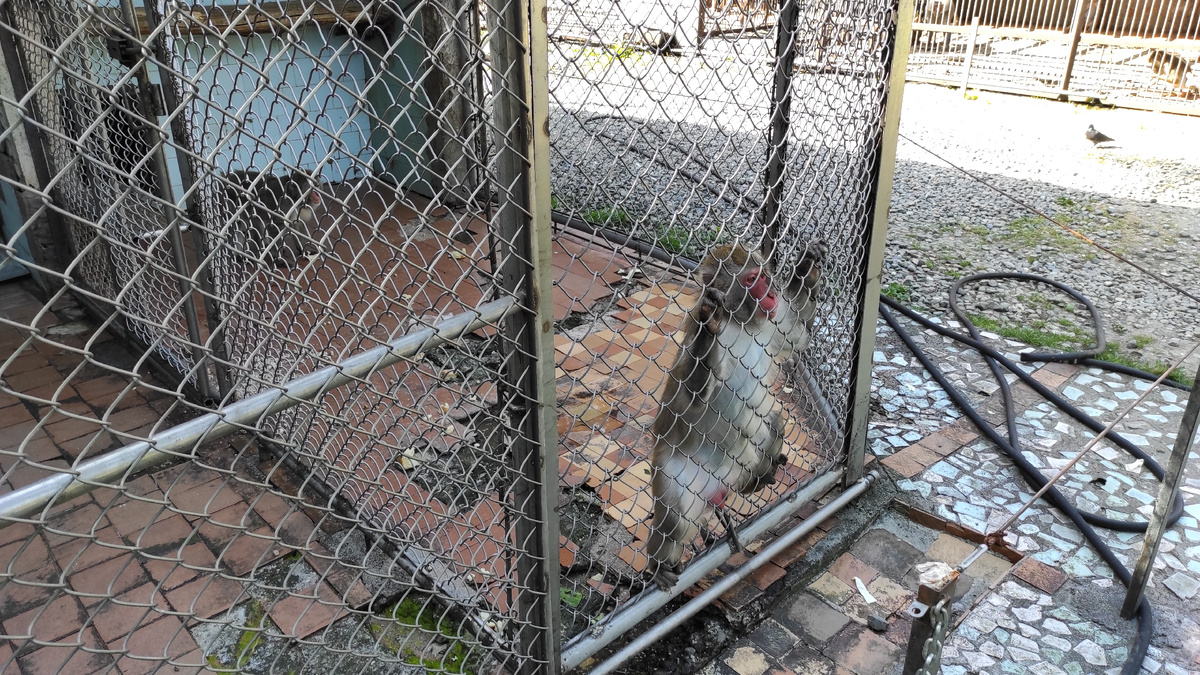 Этим питомцам нужны теплые условия. Фото: Кирилл Полиенко/Polienko: путешествуем вдвоём