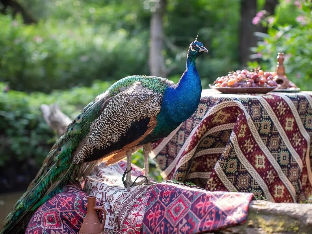 Павлин на воркшопе для фотографов . Орг.: Мск.кино , Манасарян А.