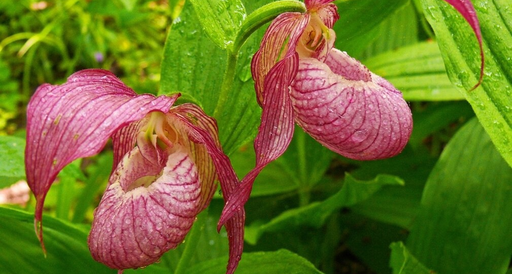 «Обувной магазин» орхидей