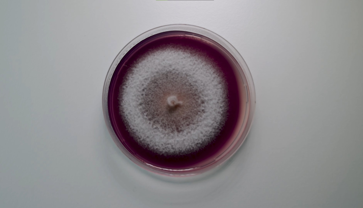 А это один из "отцов" халявного грибного электричества