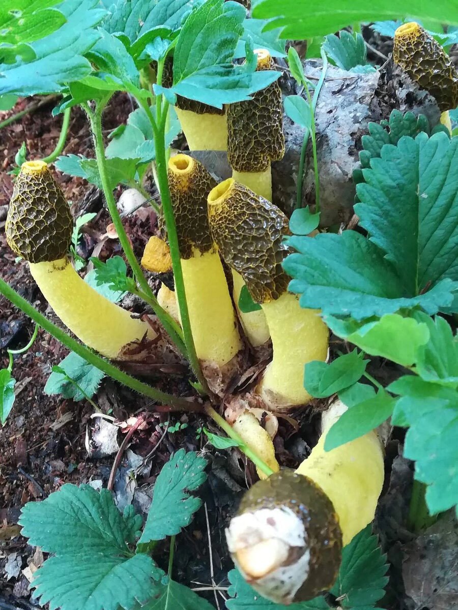 Рhallus costatus (весёлка хрящеватая)