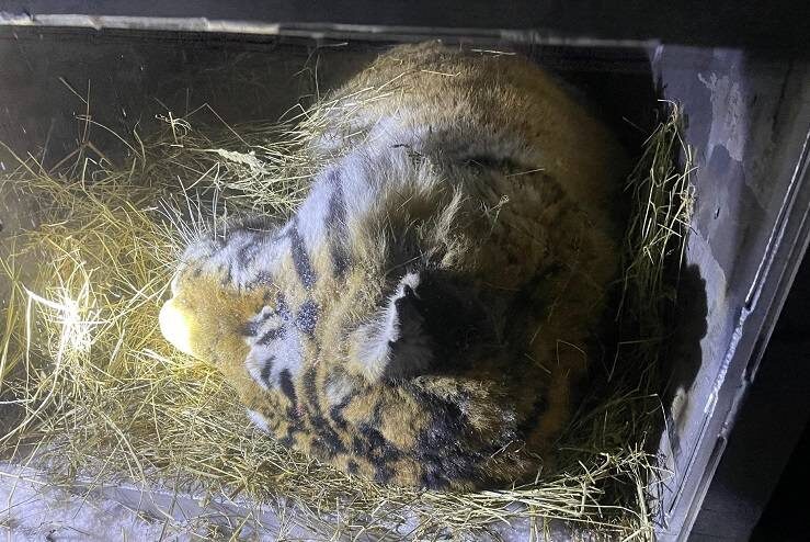    Источник фото: КГБУ "Служба по охране животного мира и особо охраняемых природных территорий Хабаровского края"