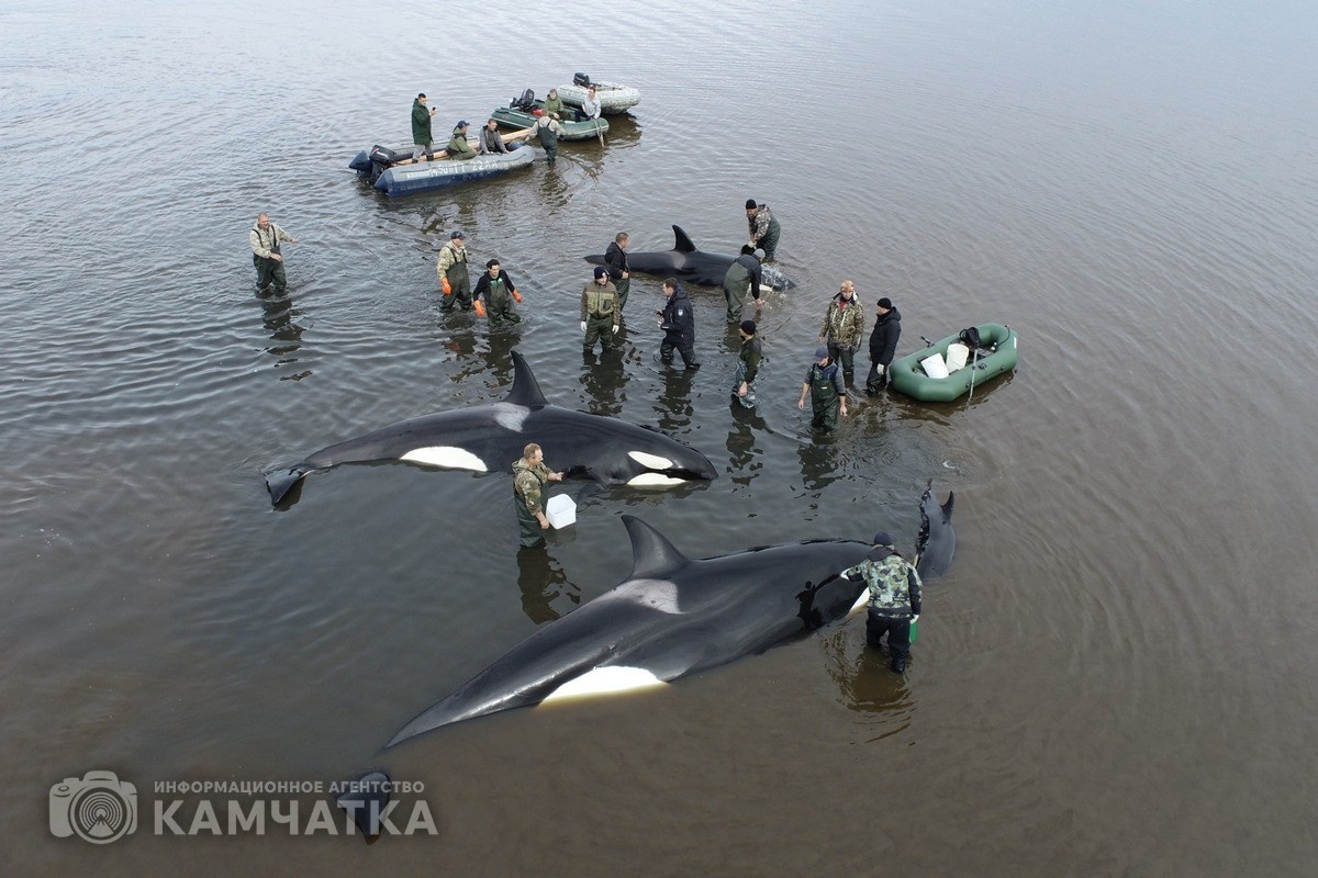 Спасение косаток на западном побережье Камчатки