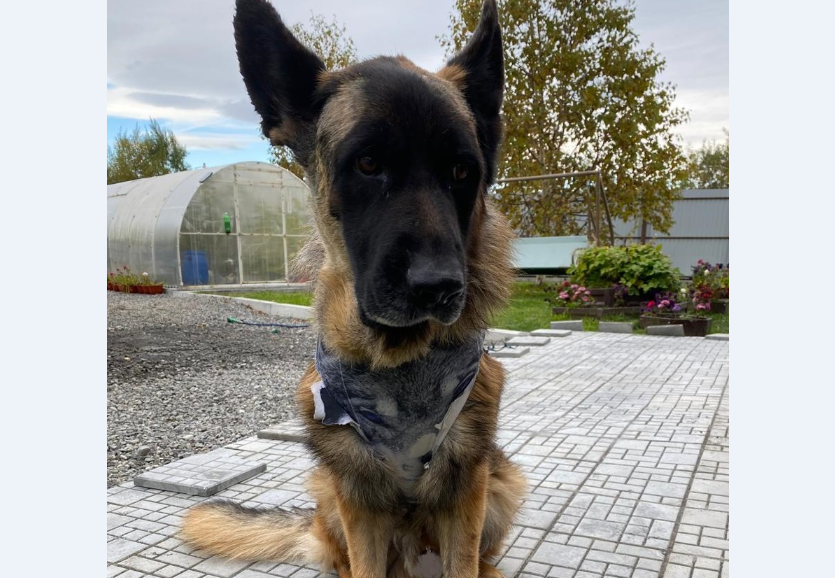 Ирбис, спасший своего хозяина от медведей