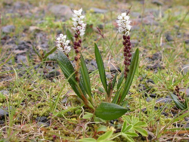 Горец живородящий