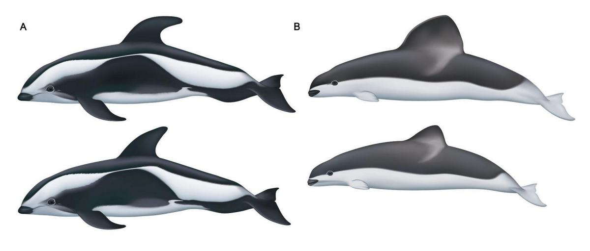 (A) Типичный внешний вид взрослого самца (вверху) и самки (внизу) Крестовидного дельфина (L. Crusger); (B) внешний вид взрослого самца (вверху) и самки (внизу) очковой морской свиньи (P. dioptrica). Иллюстрации - Uko Gorter.