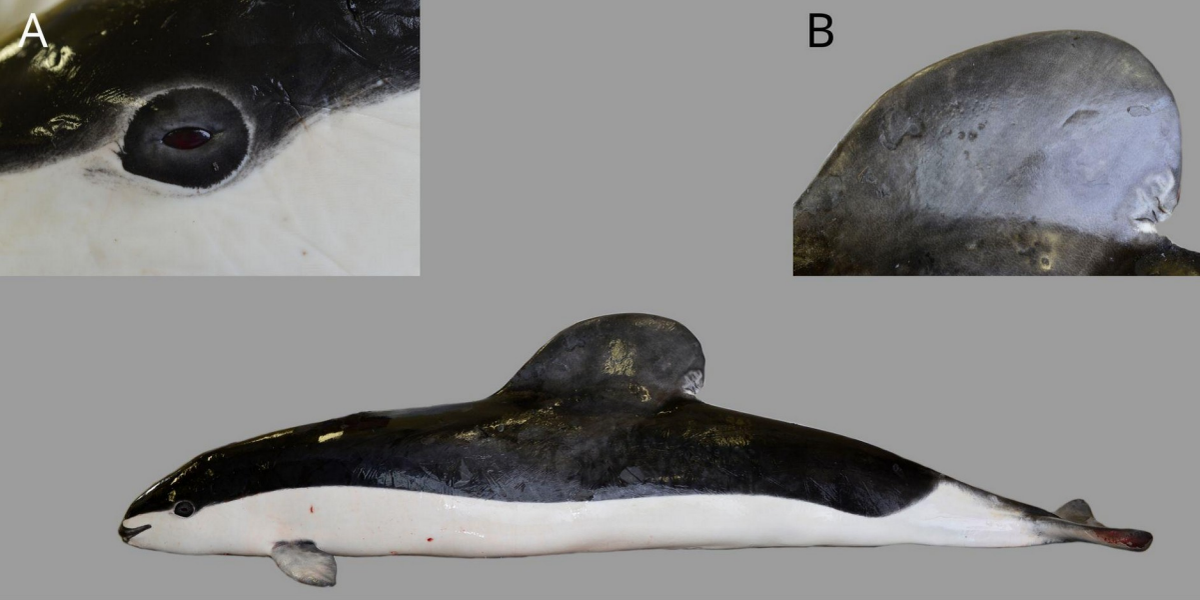 Очковая морская свинья имеет типичную форму тела для представителей семейства. Окрас имеет четкое разделение между спинным черным и брюшным белым. Для этого вида характерны округлые грудные плавники и отчетливо большой спинной плавник с выпуклой задней кромкой. Белая линия вокруг глазного пятна неполная. (DOI: 10.1101/2024.11.06.622215)