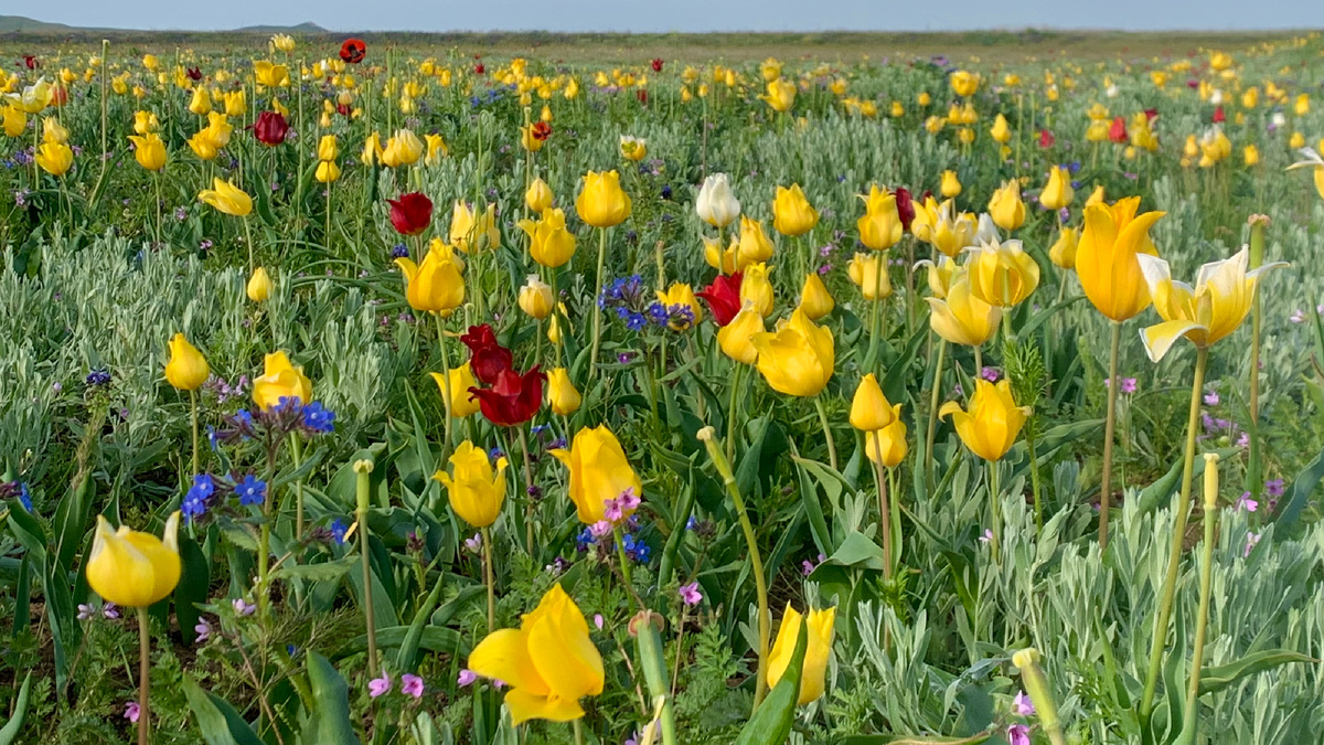 Ковер из тюльпанов в Опукском заповеднике, Крым