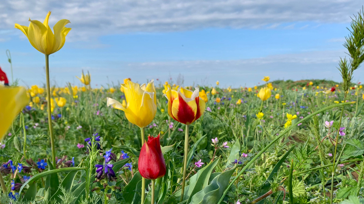 Тюльпановое цветение в Крымской степи