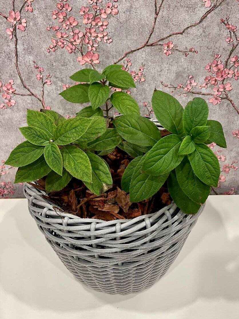 Метельчатая гортензия Бобо через пару месяцев 15.10.2024