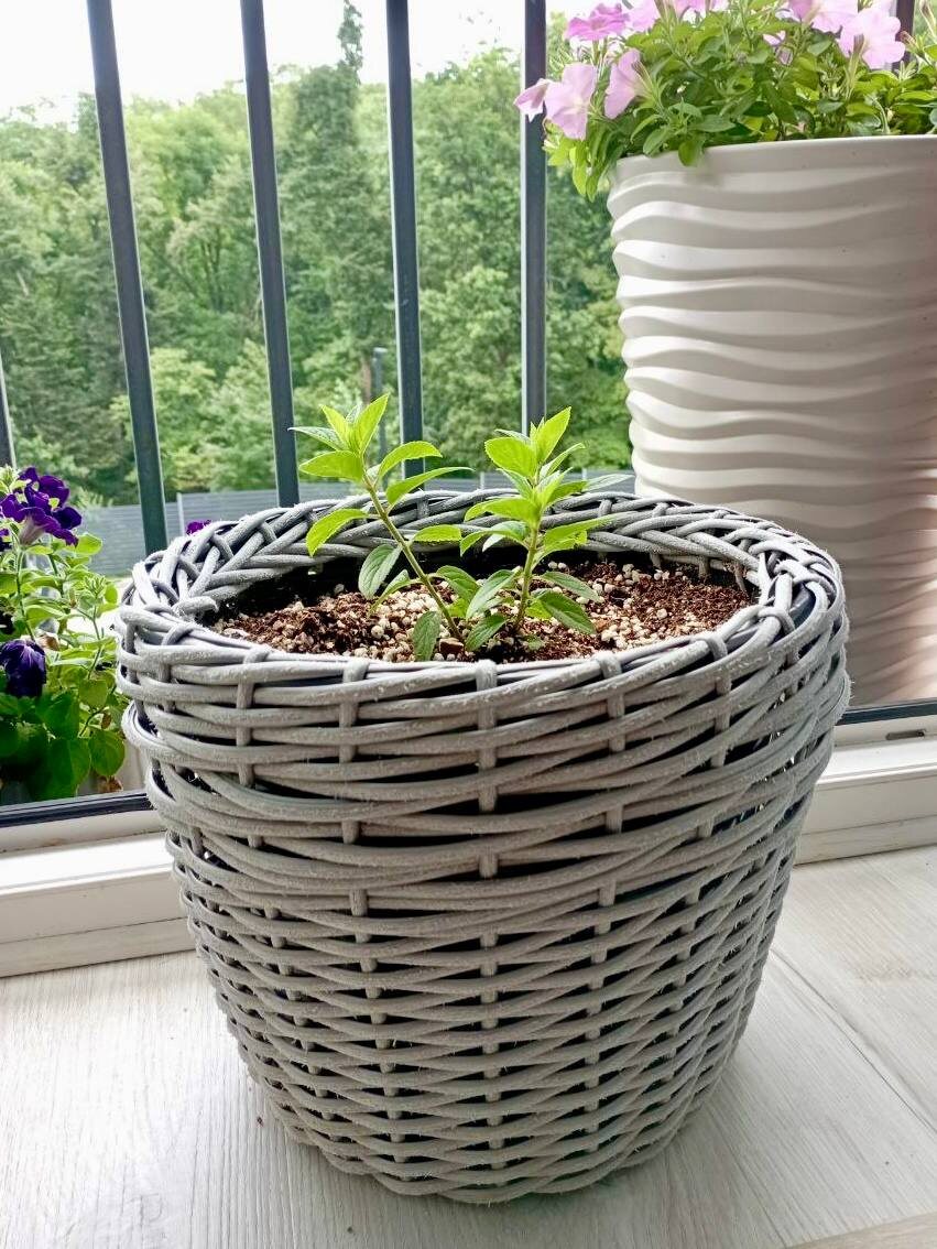 Посадка метельчатой гортензии Бобо 19.08.2024