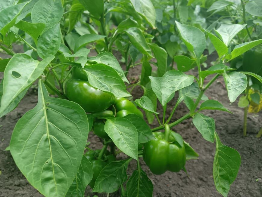    Фото: Амур.инфо