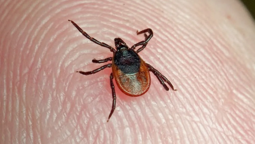    Фото: МЧС РФ