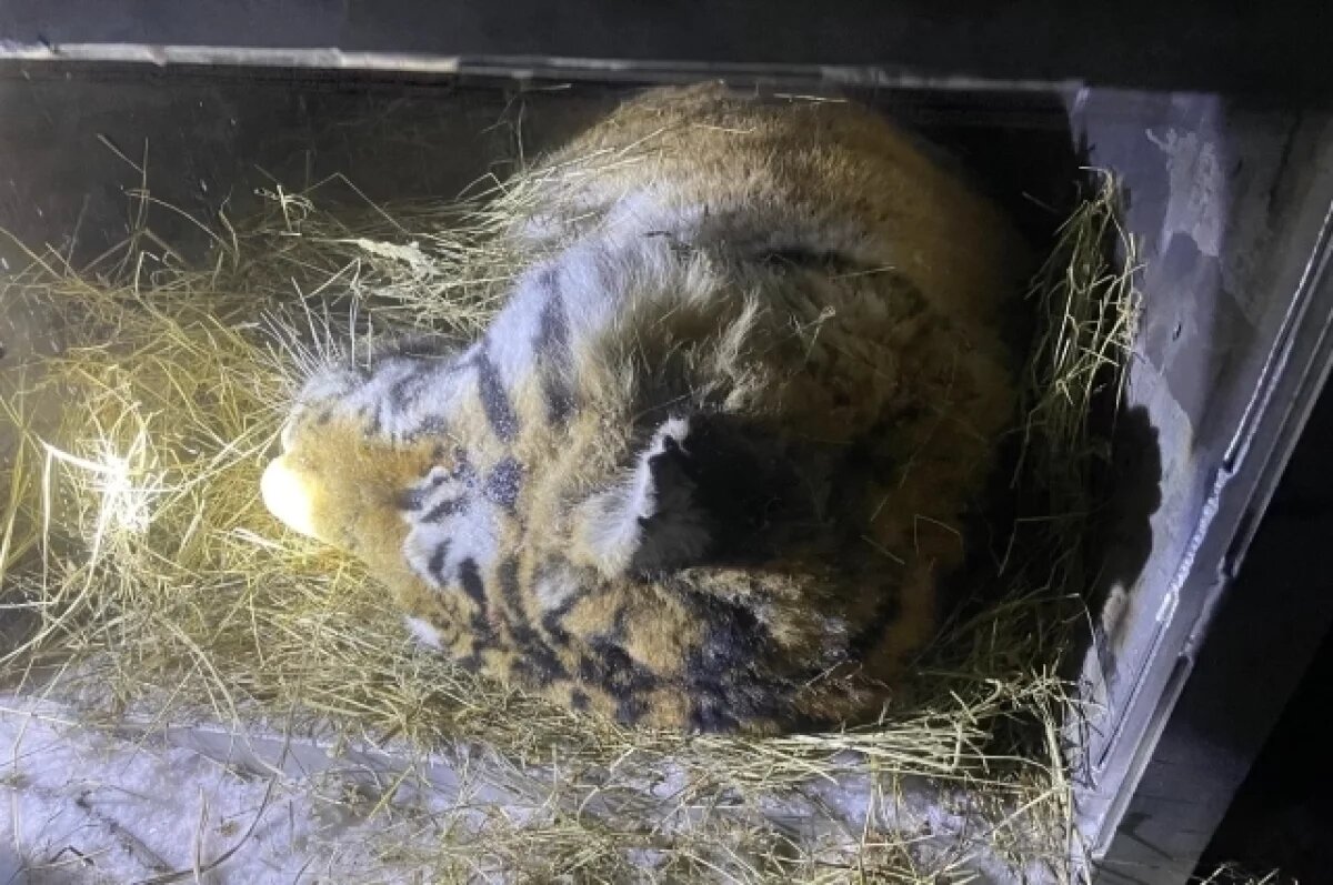    На севере Приморья поймали девятого конфликтного тигра в этой зимой