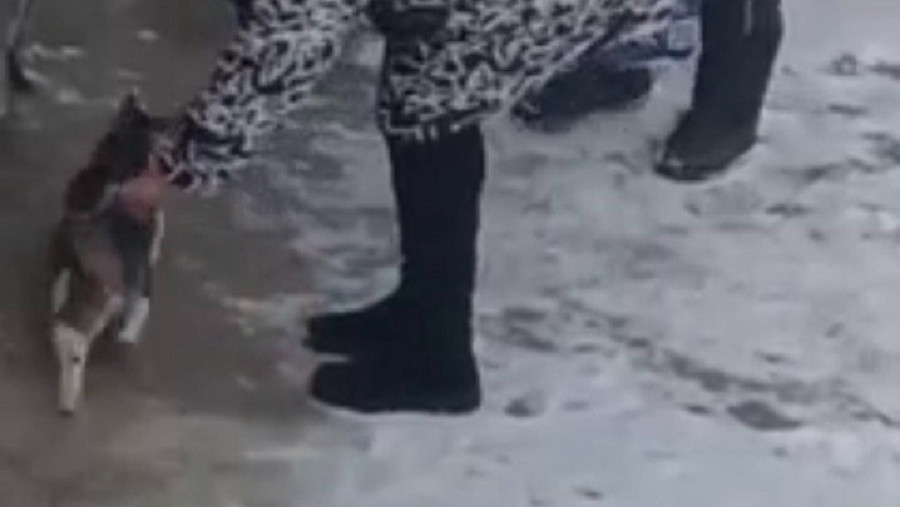 Скрин видео: Алены Мирзоян