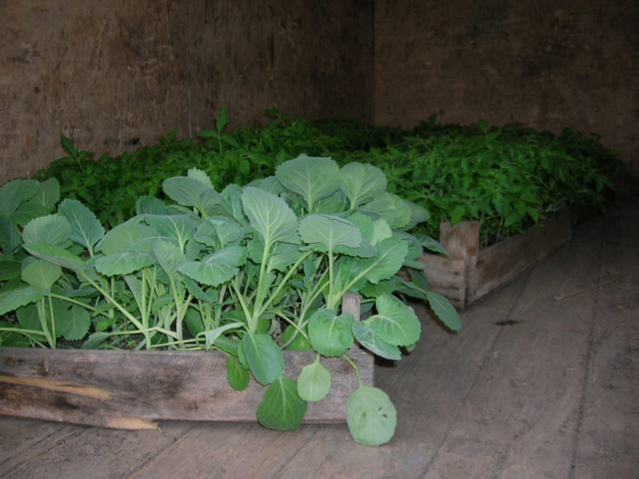 Рассада разных овощей. 