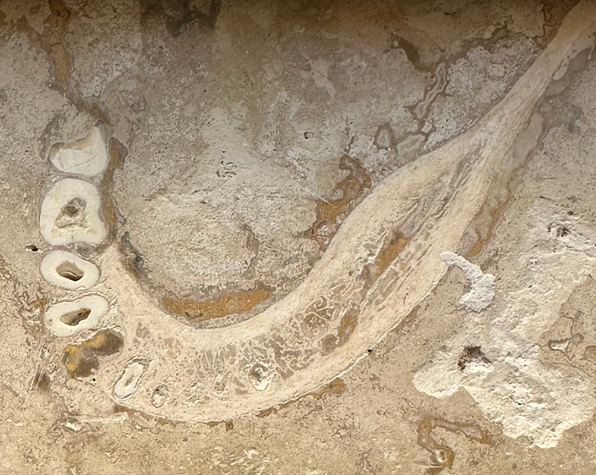 Эта человеческая челюсть была окаменела в травертине сотни тысяч или, возможно, миллионы лет назад. Камень нарезался на плитку, и это боковое сечение челюсти заканчивалось напольной плиткой.