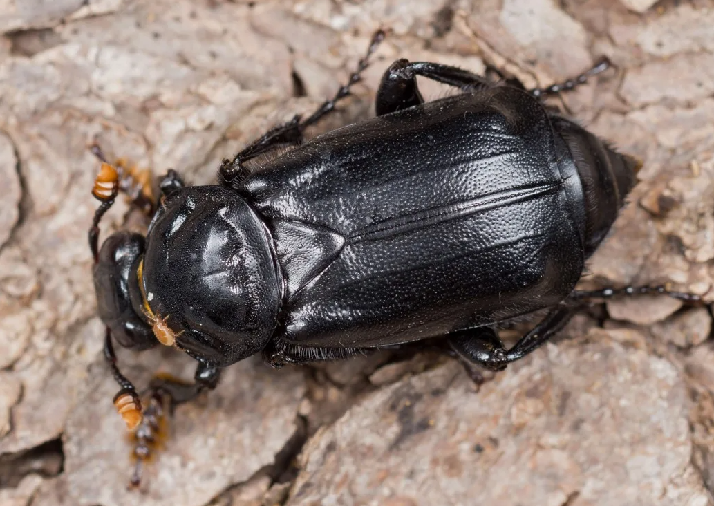 Жук — могильщик, мертвоед