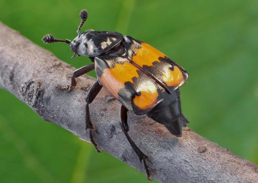 Жук могильщик насекомое