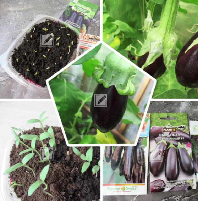 коллаж из фото автора