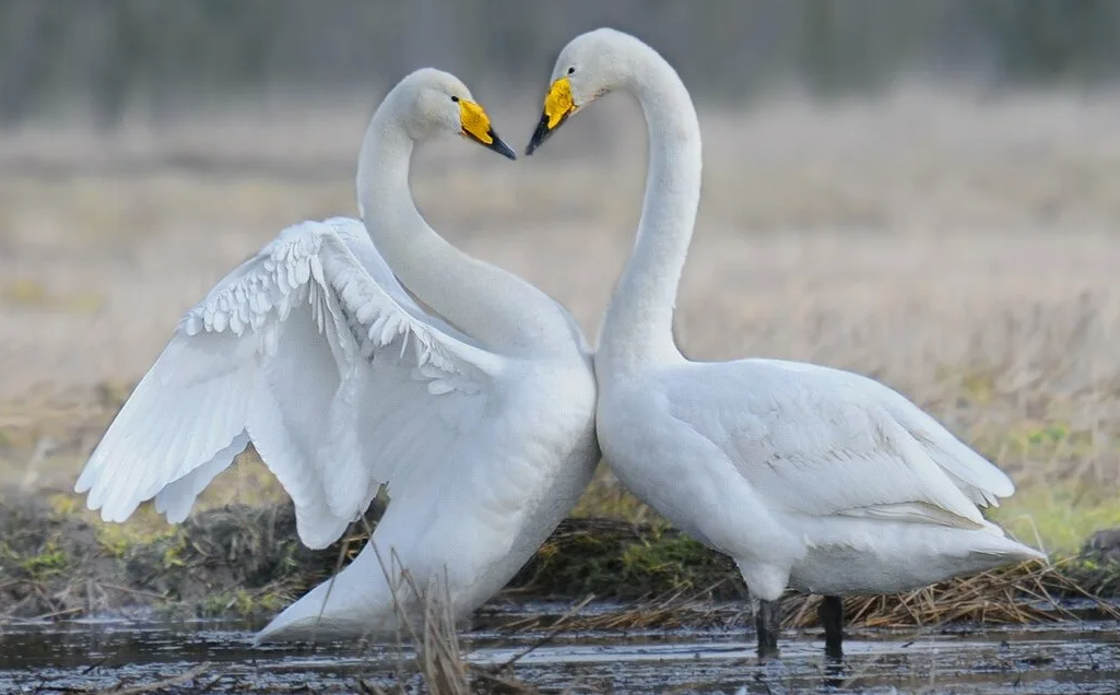 Лбедь-кликун