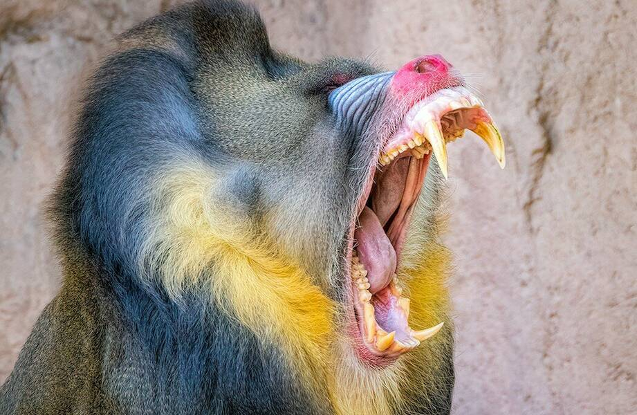 Зубы могут рассказать. Взято из интернета