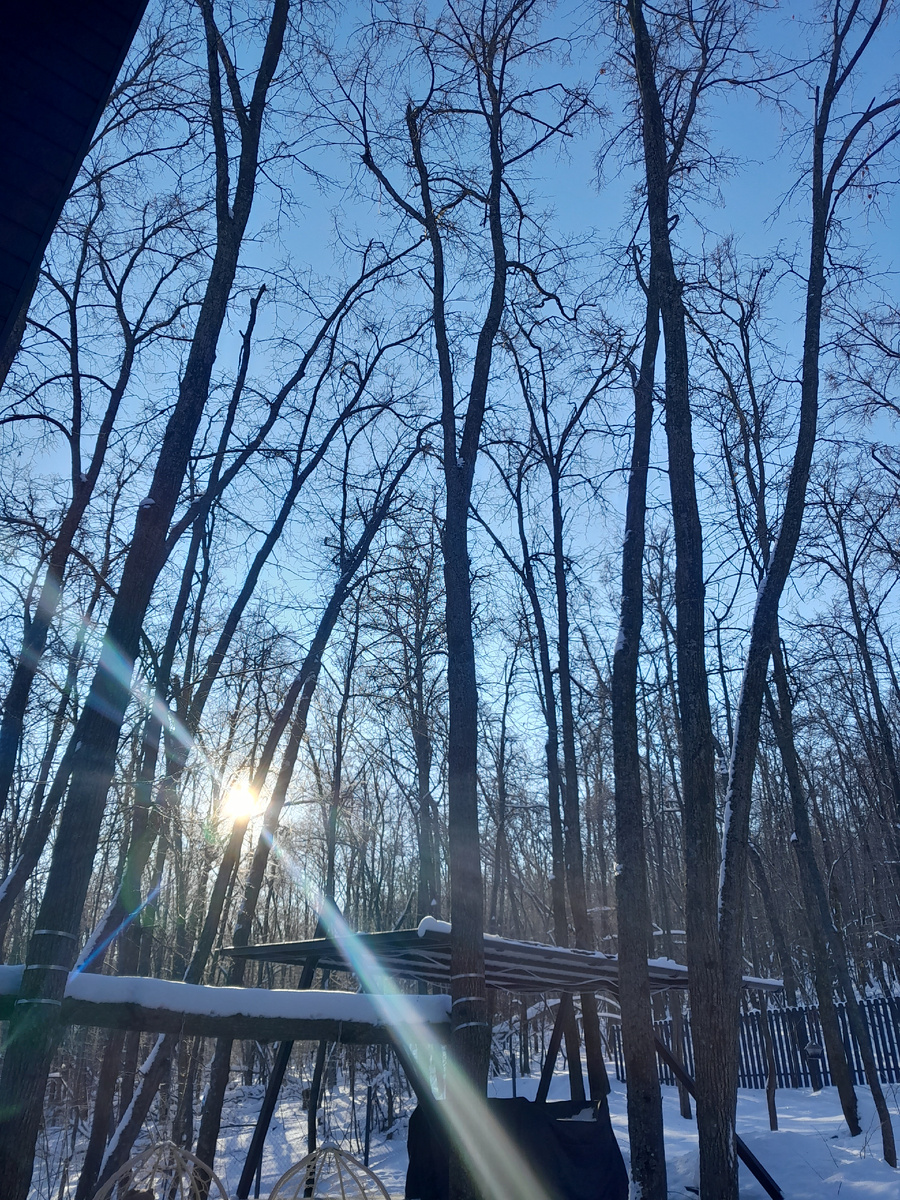 За окном деревья. Представляю,  как тут красиво летом 🌞🌞🌞