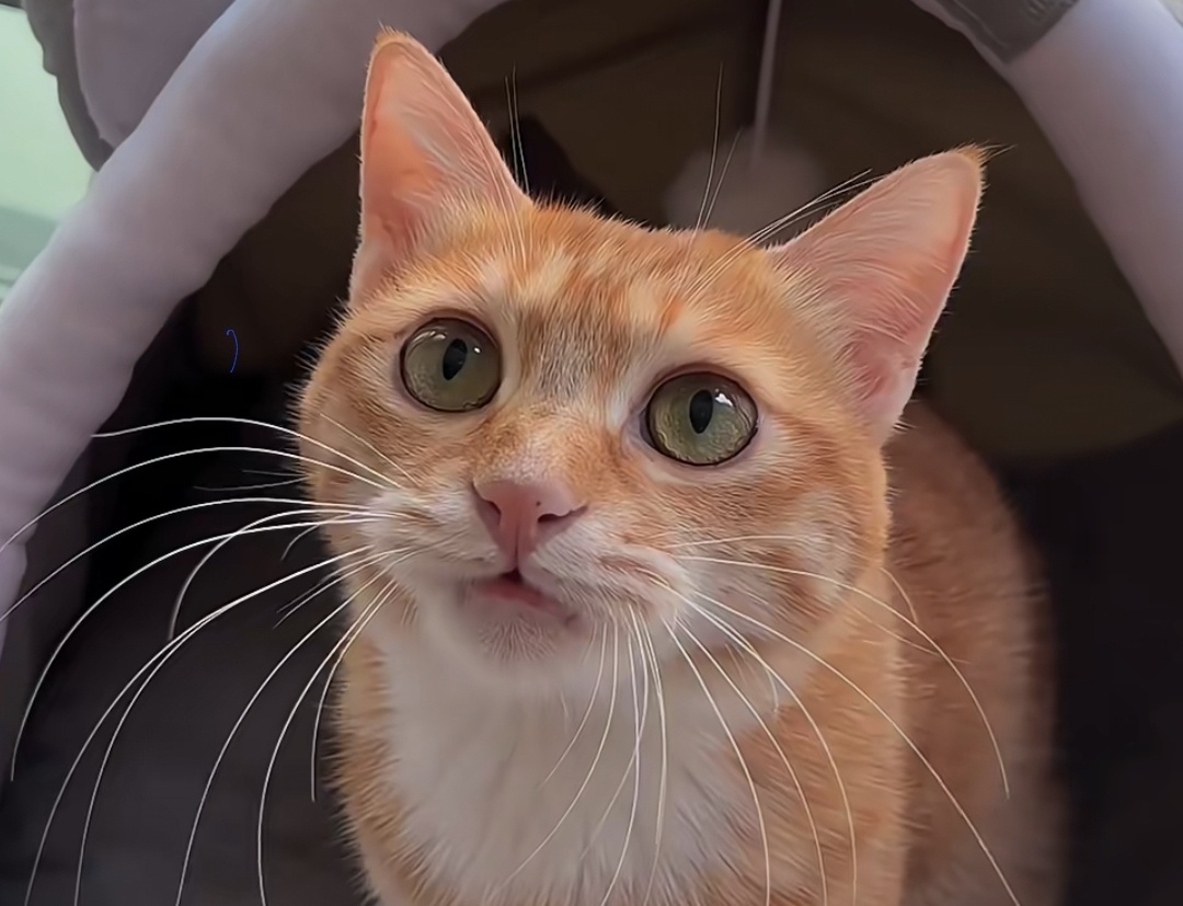 Кошки – одни из самых любимых домашних животных, их загадочная природа и интересные привычки удивляют многих. Ниже приведены самые занимательные факты о кошках.1▪︎ Усы кошек – их антенныКошачьи усы очень чувствительны и помогают им воспринимать окружающую среду. С их помощью кошки определяют, могут ли они пройти через узкие места.2▪︎ Кошки спят в среднем 16 часов в суткиКошки проводят большую часть дня – примерно 16 часов – во сне. Это помогает им экономить энергию и быть готовыми к охоте.3▪︎ Кошки умеют выражать благодарностьКошки обычно ведут себя ласково по отношению к своим хозяевам. Они выражают благодарность, виляя хвостом, прижимаясь головой или издавая приятные звуки.4▪︎У кошек отличный слухКошки слышат лучше, чем люди и даже большинство собак. Они могут воспринимать ультразвуковые волны.5▪︎ Кошки не мяукают друг с другомИнтересно, что кошки мяукают только людям. Они общаются между собой с помощью движений тела и бесшумных сигналов.Надеемся, что вам понравились эти интересные факты о кошках! Если у вас есть свои истории о кошках, поделитесь ими в комментариях!