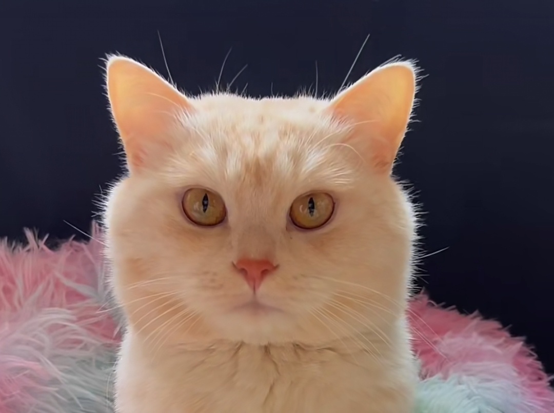 Кошки – одни из самых любимых и преданных домашних животных. Чтобы они были здоровыми и счастливыми, необходимо правильно за ними ухаживать. Ниже приведены полезные советы для владельцев кошек.1. Здоровое питаниеКошкам следует давать только качественную и сбалансированную пищу. В их рационе должны присутствовать белки, витамины и минералы. Переедание может привести к ожирению, поэтому важно контролировать порции.2. Чистая вода – залог здоровьяКошки всегда должны иметь доступ к свежей и чистой воде. Недостаток жидкости может негативно сказаться на их здоровье.3. Гигиена кошкиРегулярное вычесывание шерсти помогает поддерживать кошку в здоровом состоянии. Особенно это важно для длинношерстных пород. Также следует вовремя подстригать когти.4. Регулярные визиты к ветеринаруКошек необходимо показывать ветеринару не реже одного раза в год. Вакцинация, препараты от паразитов и общий медицинский осмотр продлевают их жизнь.5. Активность и игрыКошки по природе игривые животные. Для их физического и психологического здоровья важно предоставлять им возможность двигаться и играть с игрушками.Правильный уход за кошкой помогает ей прожить долгую и счастливую жизнь. А как вы заботитесь о своем питомце? Поделитесь своим опытом!