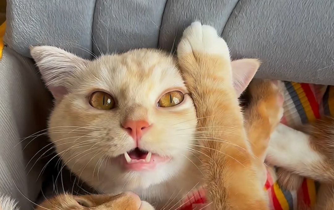 Кошки – независимые и загадочные существа, и иногда бывает сложно понять их поведение. В этой статье мы разберем психологию кошек и значение их действий.1. Почему кошка мяукает?Кошки используют мяуканье для общения с людьми. Различные тона мяуканья могут обозначать разные состояния:Высокий тон – просьба о внимании или едеНизкий тон – недовольство или жалобаДолгое и протяжное мяуканье – просьба о помощи или привлечении внимания2. Что означают движения хвоста?Движения хвоста кошки передают ее настроение:Хвост вверх – дружелюбный настройМедленное покачивание – любопытство или сомнениеРезкие взмахи – раздражение или злость3. Почему кошка поднимает заднюю часть тела?Такое поведение говорит о доверии и дружеском настрое. Часто кошки делают это, когда им нравится, как их гладят.4. Почему кошка ложится на хозяина?Это знак привязанности и доверия. Кошки предпочитают отдыхать там, где чувствуют себя в безопасности.5. Что означает медленное моргание кошки?Если кошка медленно моргает, глядя на вас, это знак ее привязанности и спокойствия. Вы можете ответить ей таким же жестом.Понимание психологии кошек поможет лучше заботиться о них и учитывать их потребности. А какие привычки есть у вашей кошки?