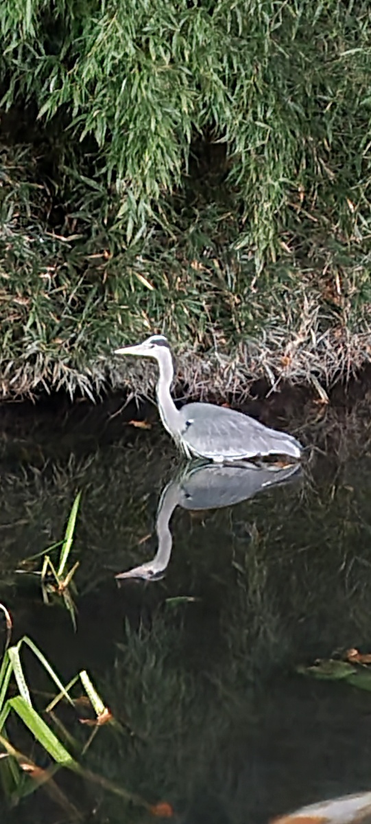 Серая цапля