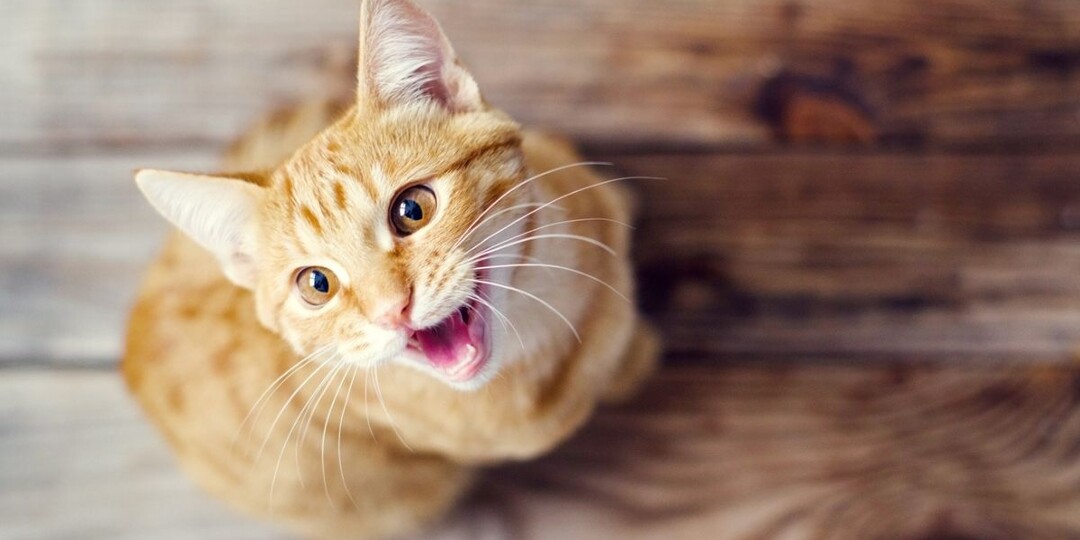 Когда у котов начинается половое созревание – какие сюрпризы вас ждут?