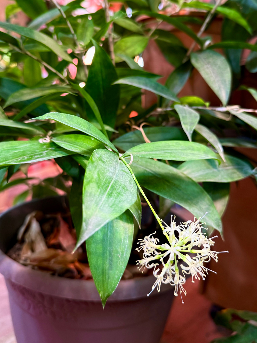 Цветение драцены Суркулоза