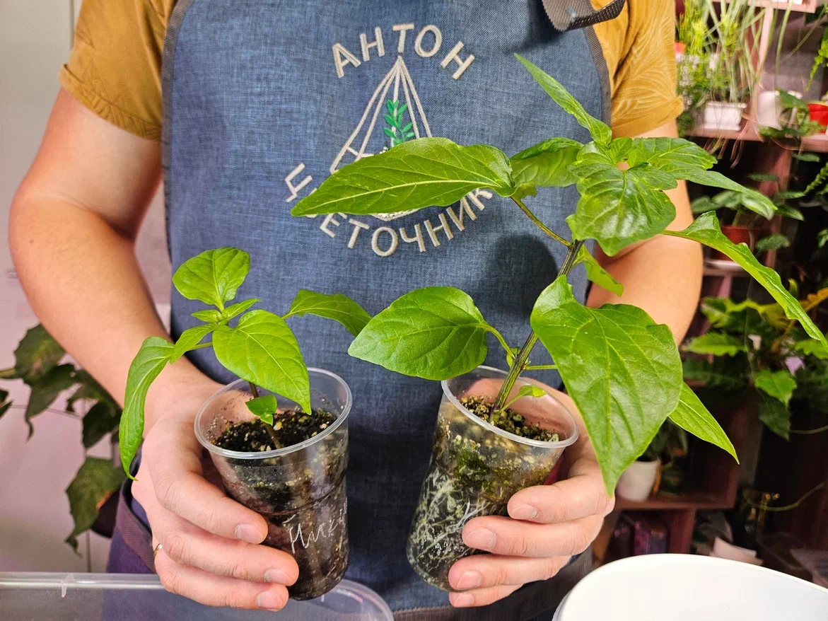 Перцы сажаем сразу в большие стаканы, чтобы минимизировать количество пересадок