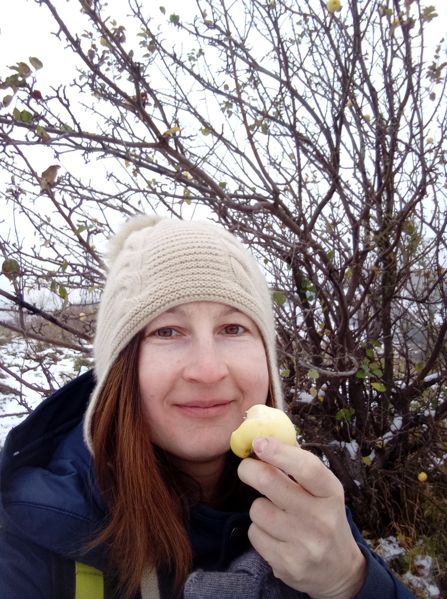 Ем Антоновку в ноябре 2024 г