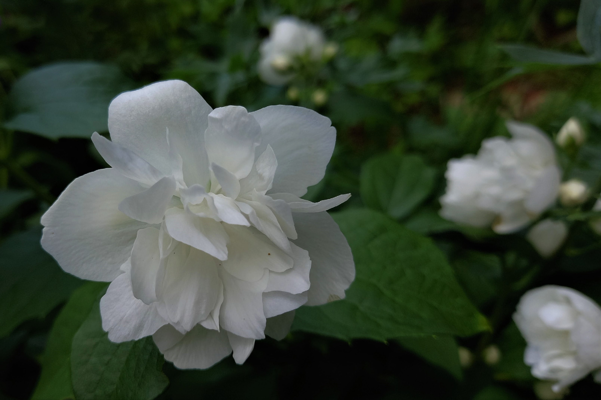 Чубушник. Цветет не каждый год и не так обильно, как на рекламных картинках