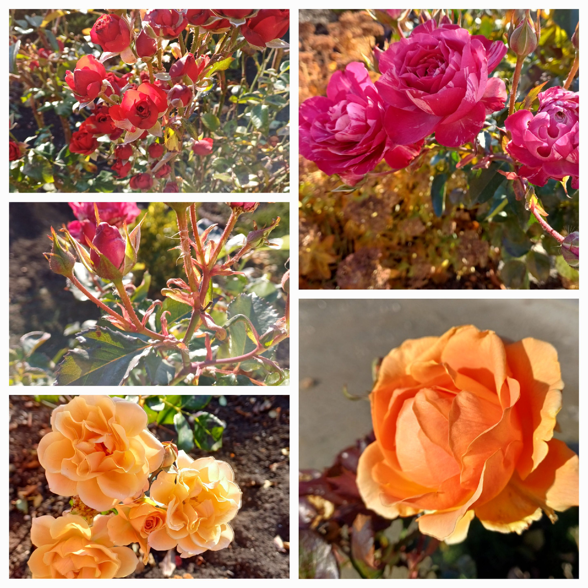 Все эти розы расцвели зимой