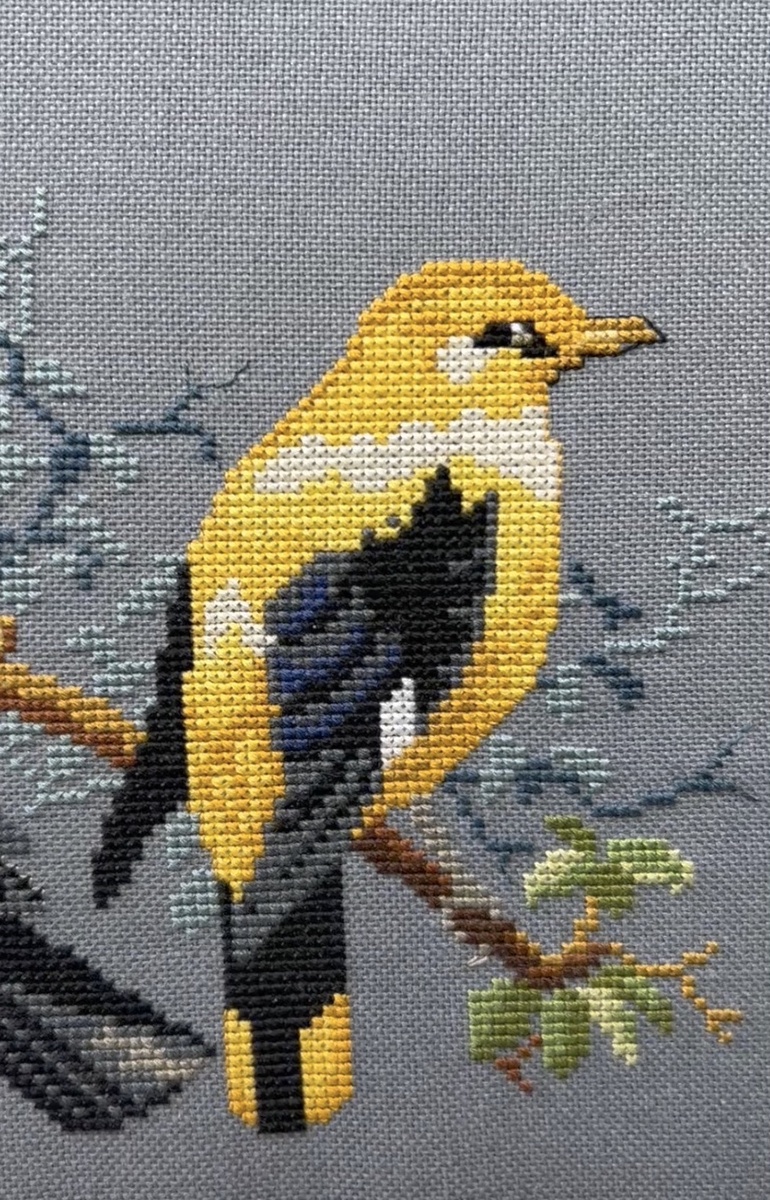 Вторая птица проекта. Это же иволга? (источник второго изображения - Яндекс.Картинки)