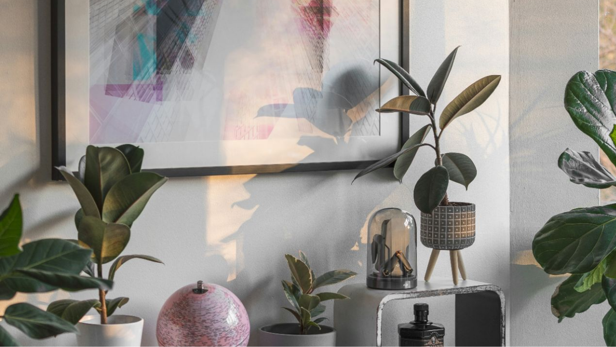 3 действия чтобы спасти каучуконосный фикус