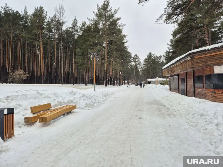 Черняевский лес входит в проект благоустройства общественных пространств «Зеленое кольцо»
Фото: Руслан Яроцкий © URA.RU