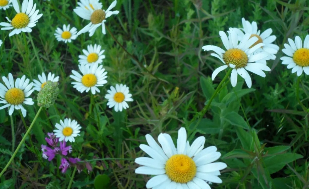 Ромашковая поляна. Фото из архива. 