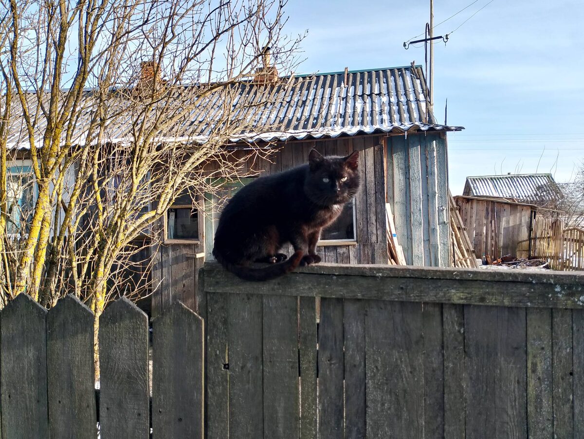 Кот Васька, питомец мужика Сани, спасается от чужака, запрыгнув на забор. Почему не за забором? Да потому, что там другой питомец Сани — злая собака Тузя.