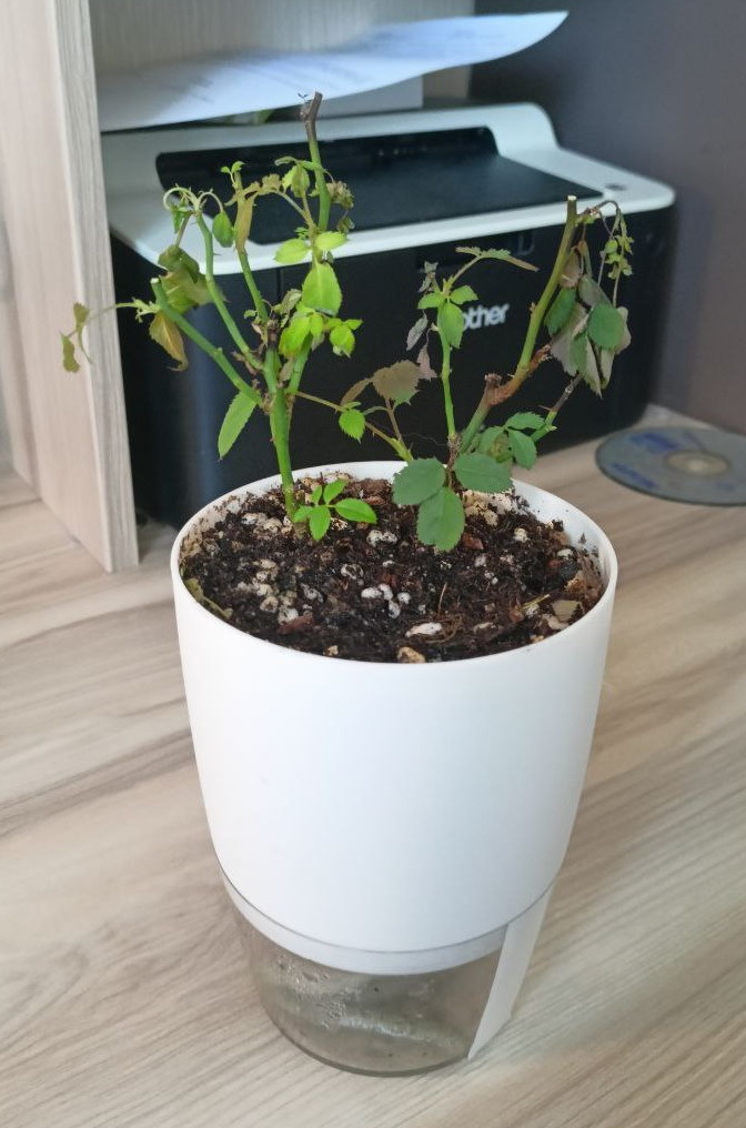 Вот такое грустное зрелище...