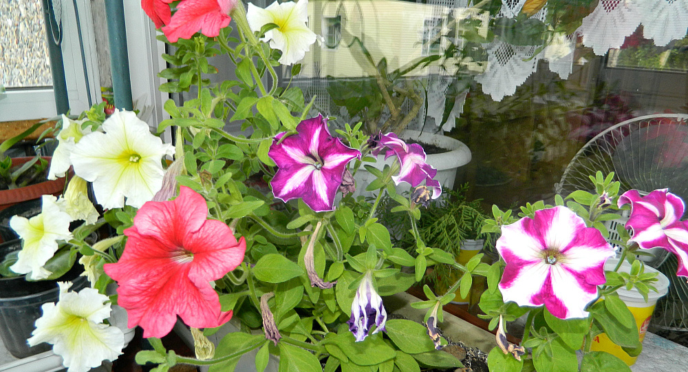 Работы дачников в марте: дома, в саду и в огороде